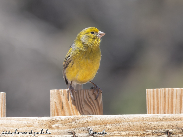 Serin des Canaries